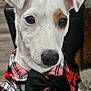 Stanley is registered to the contest to win money with this photo: adorable, animal, black_nose, bow_tie, brown_patch, close_up, clothing, cute, dog, ears, fashion, fur, indoor, looking, pet, plaid_shirt, portrait, puppy, white_dog, young_dog