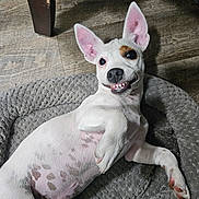 Stanley joined the competition — help win amazing prizes! dog, white_dog, spot, pet_bed, floor, playful, smiling, ears_up, indoor, paw, lying_down, canine, cute, animal, pet, happy, looking_at_camera, resting, domestic, fur
