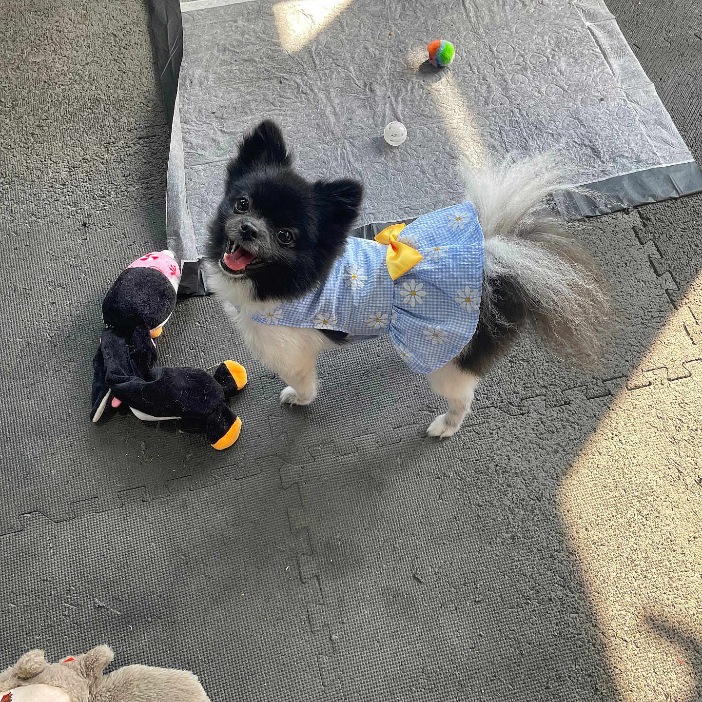 Sofe Grace joined the competition — help win amazing prizes! dog, puppy, small_dog, black_and_white, dressed_dog, floral_dress, yellow_bow, open_mouth, happy, standing, toy, stuffed_animal, penguin_toy, plush_toy, colorful_ball, pee_pad, indoor, floor, puzzle_mat, pet_photography