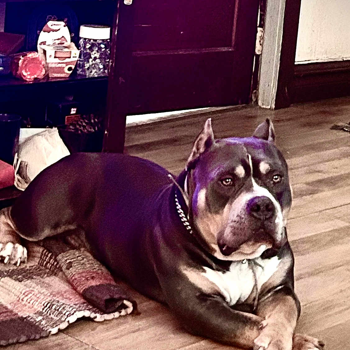 Jack is registered to the contest to win money with this photo: dog, indoor, floor, rug, furniture, door, wood_floor, pet, canine, resting, brown, black, white, collar, chain, quiet, home, animal, portrait, household