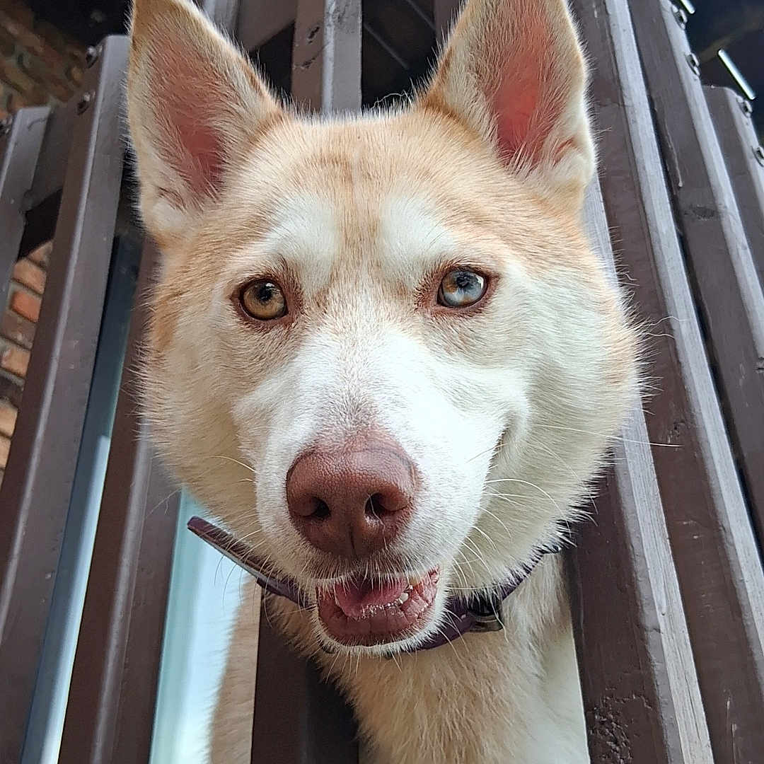 Kydra is registered to the contest to win money with this photo: animal, background, building, canine, closeup, collar, curious, daylight, dog, ears, face, fur, heterochromia, husky, nature, outdoor, pet, smile, tongue, wooden_railings