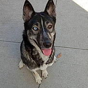 Khaos joined the competition — help win amazing prizes! accessories, animal, bodypart, canine, dog, eskimodog, flagstone, germanshepherd, herbal, herbs, husky, leash, path, pet, plant, puppy, sidewalk, slate, strap, walkway
