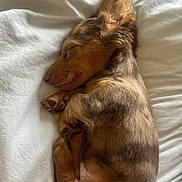 Chip is registered to the contest to win money with this photo: puppy, dog, sleeping, bed, blanket, fur, cute, pet, animal, resting, cozy, soft, domestic_animal, young, relaxing, side_view, indoors, brown, small_dog, sleep
