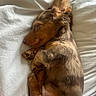 puppy, dog, sleeping, bed, blanket, fur, cute, pet, animal, resting, cozy, soft, domestic_animal, young, relaxing, side_view, indoors, brown, small_dog, sleep