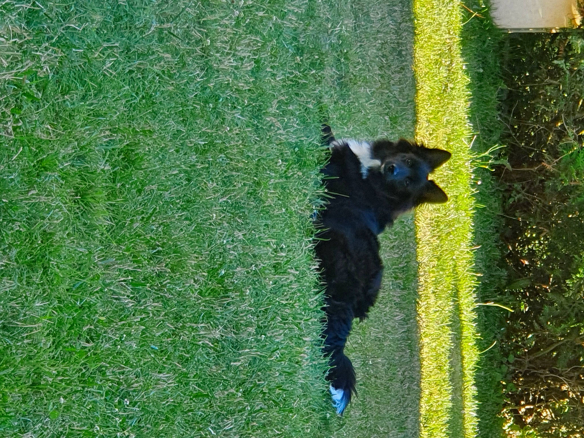 Hatchi a rejoint le concours — aidez-le/la à gagner de superbes lots ! black_cat, canidae, carnivore, companion_dog, dog, dog_breed, felidae, grass, grass_family, grassland, green, groundcover, lawn, plant, shadow, shrub, sporting_group, tail, terrestrial_animal, window