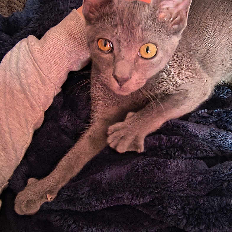 Briar Rose joined the competition — help win amazing prizes! animal, blanket, cat, comfort, couch, cozy, domestic, feline, fur, golden_eyes, gray_cat, hand, indoor, mammal, pet, pillow, plush_toy, relaxing, resting, soft_texture