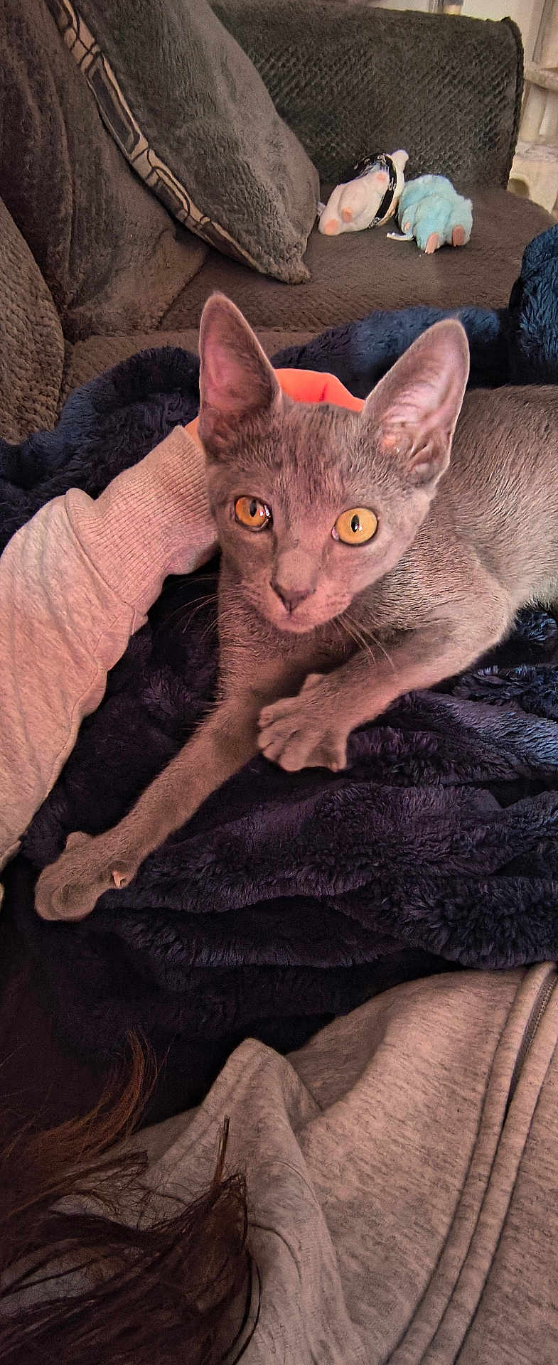 Briar Rose joined the competition — help win amazing prizes! cat, gray_cat, pet, hand, blanket, couch, pillow, plush_toy, indoor, cozy, feline, animal, fur, relaxing, golden_eyes, soft_texture, comfort, domestic, mammal, resting