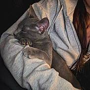 Briar Rose is registered to the contest to win money with this photo: cat, sleeping_cat, gray_cat, person, hoodie, arm, cozy, indoor, nap, pet, feline, fur, resting, hand, close_up, casual_clothing, comfort, relaxation, warmth, snuggle