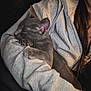 cat, sleeping_cat, gray_cat, person, hoodie, arm, cozy, indoor, nap, pet, feline, fur, resting, hand, close_up, casual_clothing, comfort, relaxation, warmth, snuggle