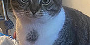 Doobie joined the competition — help win amazing prizes! cat, tabby_cat, indoor, pet, animal, curious, feline, whiskers, ears, fur, eyes, sitting, domestic, household, plastic_bag, floor, closeup, portrait, tabby_pattern, cute