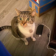 Doobie is registered to the contest to win money with this photo: cat, tabby, pet, animal, floor, wooden_floor, box, cardboard_box, electronic_device, cable, indoor, curious, sitting, whiskers, ears, eyes, tail, household, domestic, feline