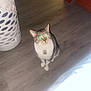Doobie is registered to the contest to win money with this photo: cat, tabby, indoor, floor, wooden_floor, laundry_basket, furniture, pet, animal, domestic_cat, eyes_glowing, looking_up, curious, sitting, white, brown, grey, striped, household, flash