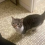 Doobie is registered to the contest to win money with this photo: cat, tabby, indoor, floor, tiles, curious, animal, pet, whiskers, ears, tail, paws, doorframe, towel, room, looking_up, domestic, feline, standing, striped