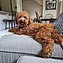 dog, curly_hair, couch, indoor, living_room, furniture, pillows, calm, pet, home, relaxed, cozy, light, neutral_colors, table, chair, decor, carpet, lamps, curtains