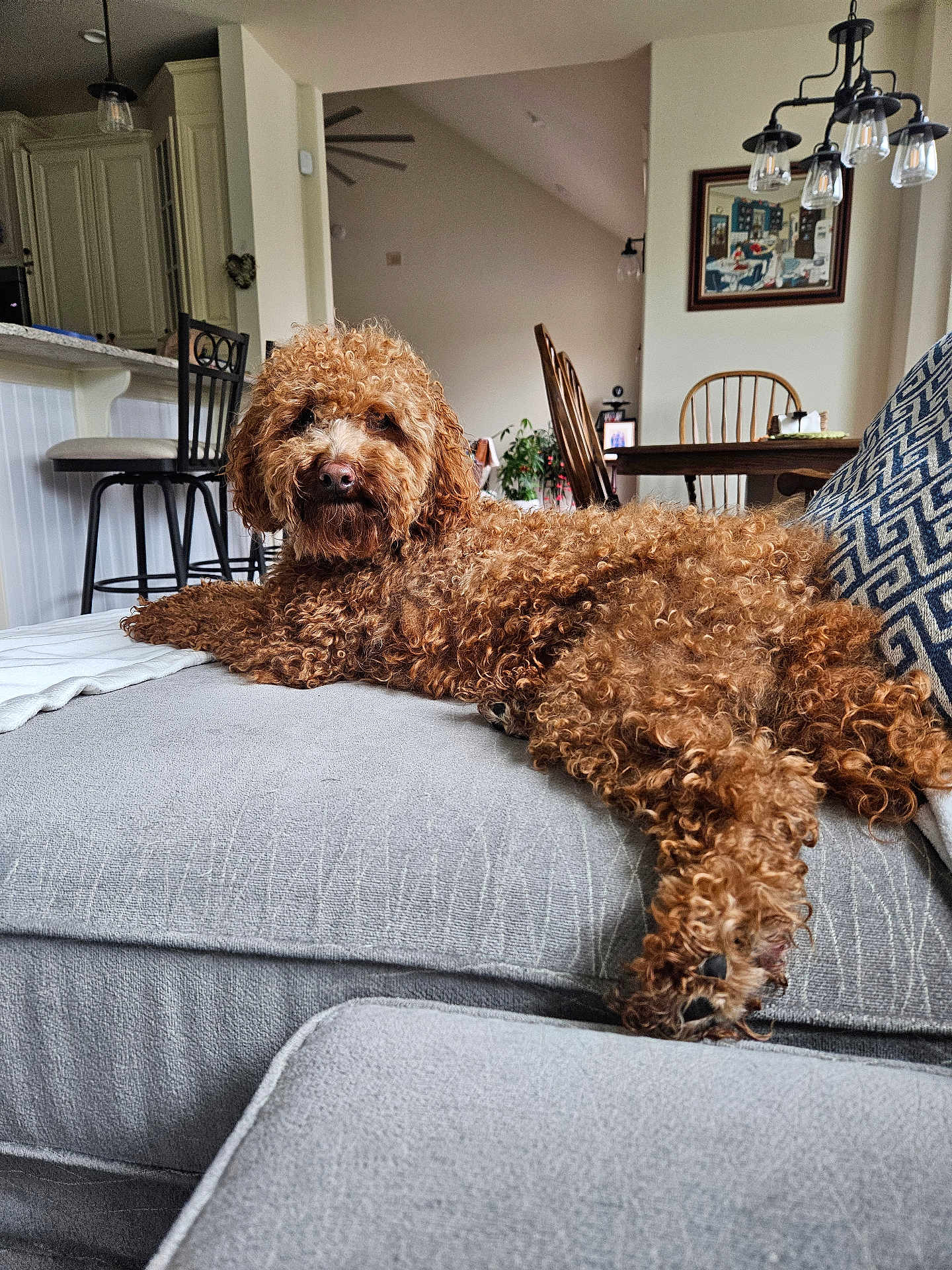 Oliver Tristan is registered to the contest to win money with this photo: dog, curly_hair, couch, indoor, living_room, furniture, pillows, calm, pet, home, relaxed, cozy, light, neutral_colors, table, chair, decor, carpet, lamps, curtains