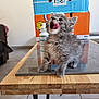 kitten, cat, gray, feline, table, wooden_table, indoor, pet, cute, tongue_out, playful, young_animal, domestic_animal, fur, whiskers, box, bottle, reflection, floor, home