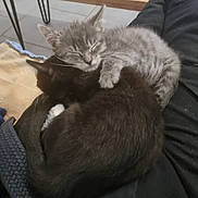 Shakirra participe au concours pour gagner de l'argent avec cette photo : kitten, cat, sleeping, cuddle, gray_cat, black_cat, paw, fur, nap, cozy, lap, blanket, indoor, pet, animal, adorable, resting, cute, feline, companion