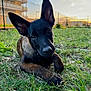 Venom participe au concours pour gagner de l'argent avec cette photo : puppy, dog, grass, outdoor, sunset, fence, ears, brown, black, canine, pet, young, animal, nature, closeup, cute, lying_down, curious, portrait, daylight