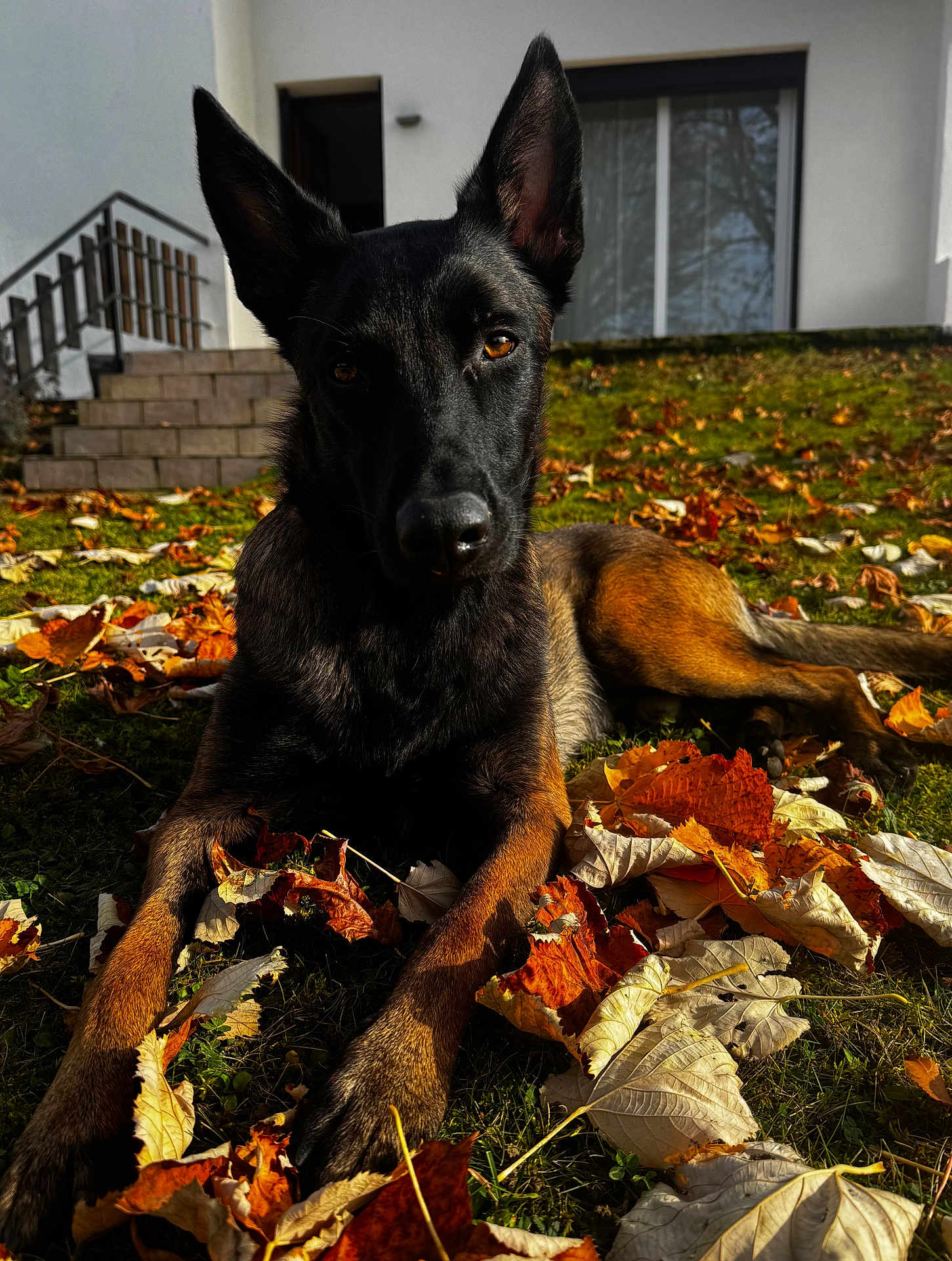 Venom participe au concours pour gagner de l'argent avec cette photo : dog, autumn, leaves, outdoor, grass, sunlight, pet, animal, canine, nature, brown, black, ears, eyes, relaxing, yard, house, stairs, daylight, fall