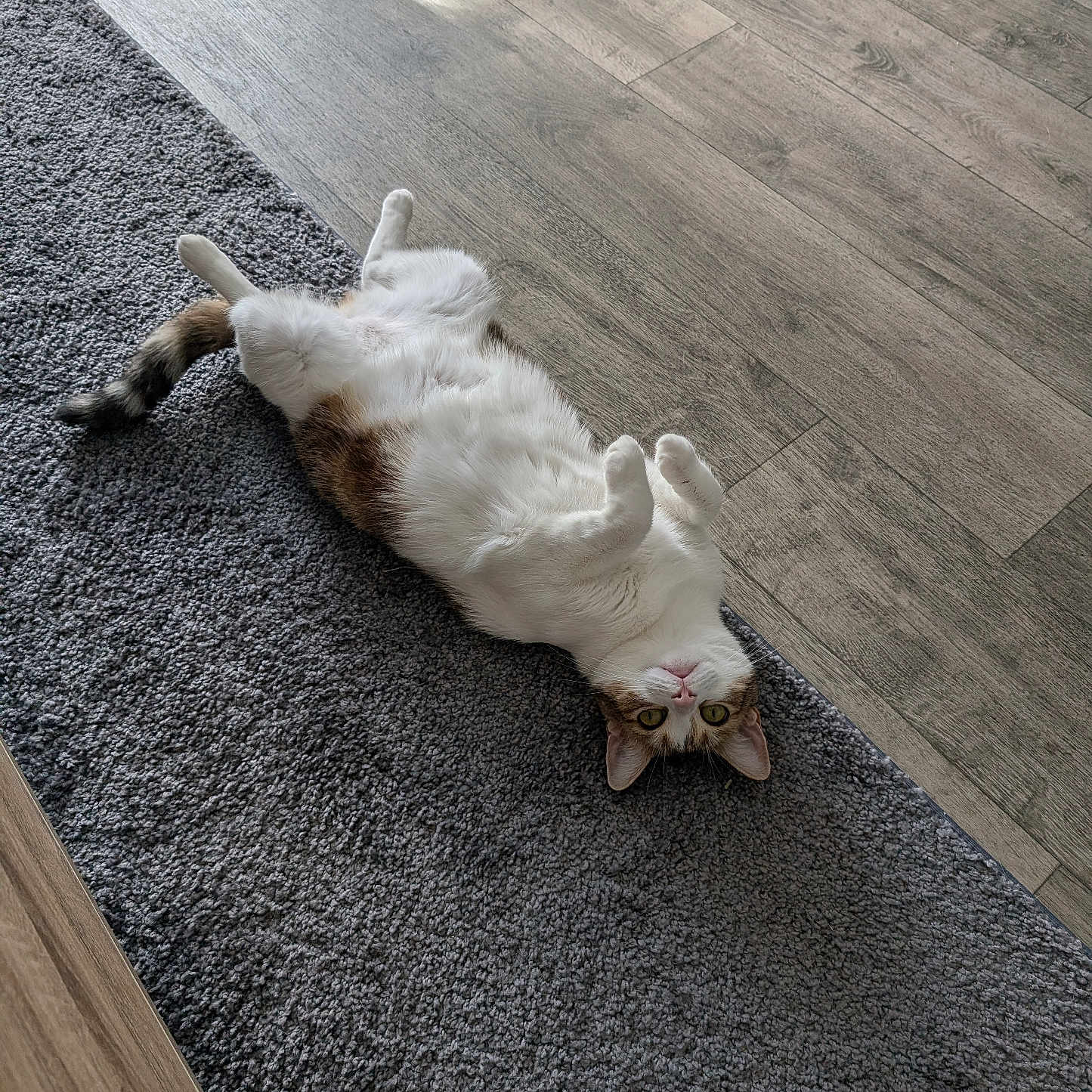 Nala a rejoint le concours — aidez-le/la à gagner de superbes lots ! abyssinian, accessories, animal, cat, couch, hardwood, homedecor, indoors, interiordesign, kitten, manx, person, pet, plywood, road, rug, siamese, sleeping, strap, wood