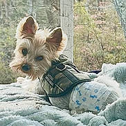 Ringo is registered to the contest to win money with this photo: dog, small_dog, medical_vest, diaper, blanket, window, sunlight, indoor, pet_bed, fur, ears, curious, lying_down, cozy, animal, domestic_animal, resting, cute, soft_texture, nature_view