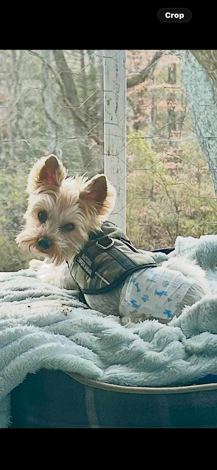 Ringo is registered to the contest to win money with this photo: dog, small_dog, medical_vest, diaper, blanket, window, sunlight, indoor, pet_bed, fur, ears, curious, lying_down, cozy, animal, domestic_animal, resting, cute, soft_texture, nature_view