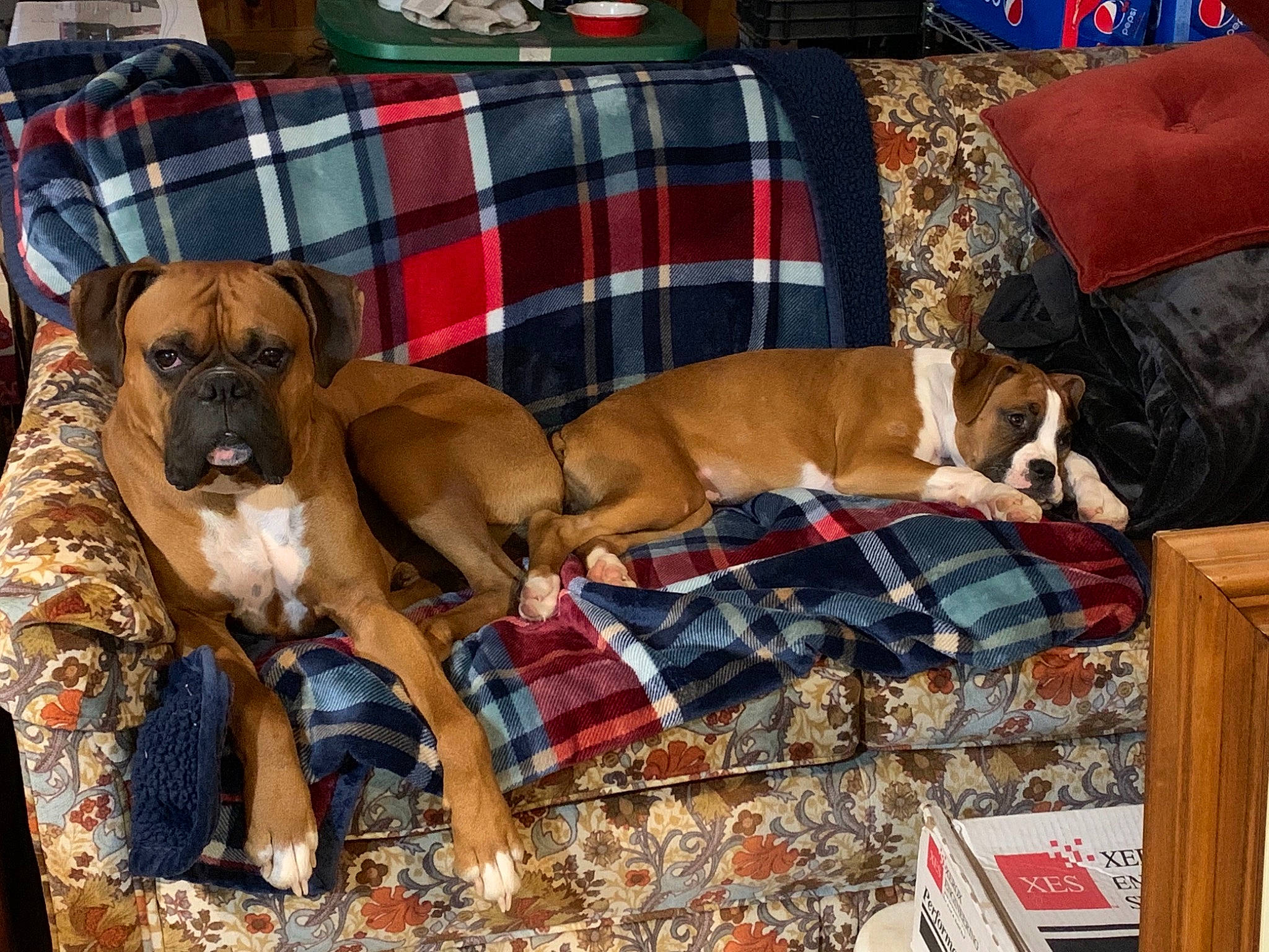 Lola. joined the competition — help win amazing prizes! boxer, canidae, carnivore, collar, comfort, companion_dog, couch, dog, dog_breed, dog_supply, fawn, liver, pattern, pet_supply, plaid, sleeper_chair, sporting_group, tartan, working_animal, working_dog
