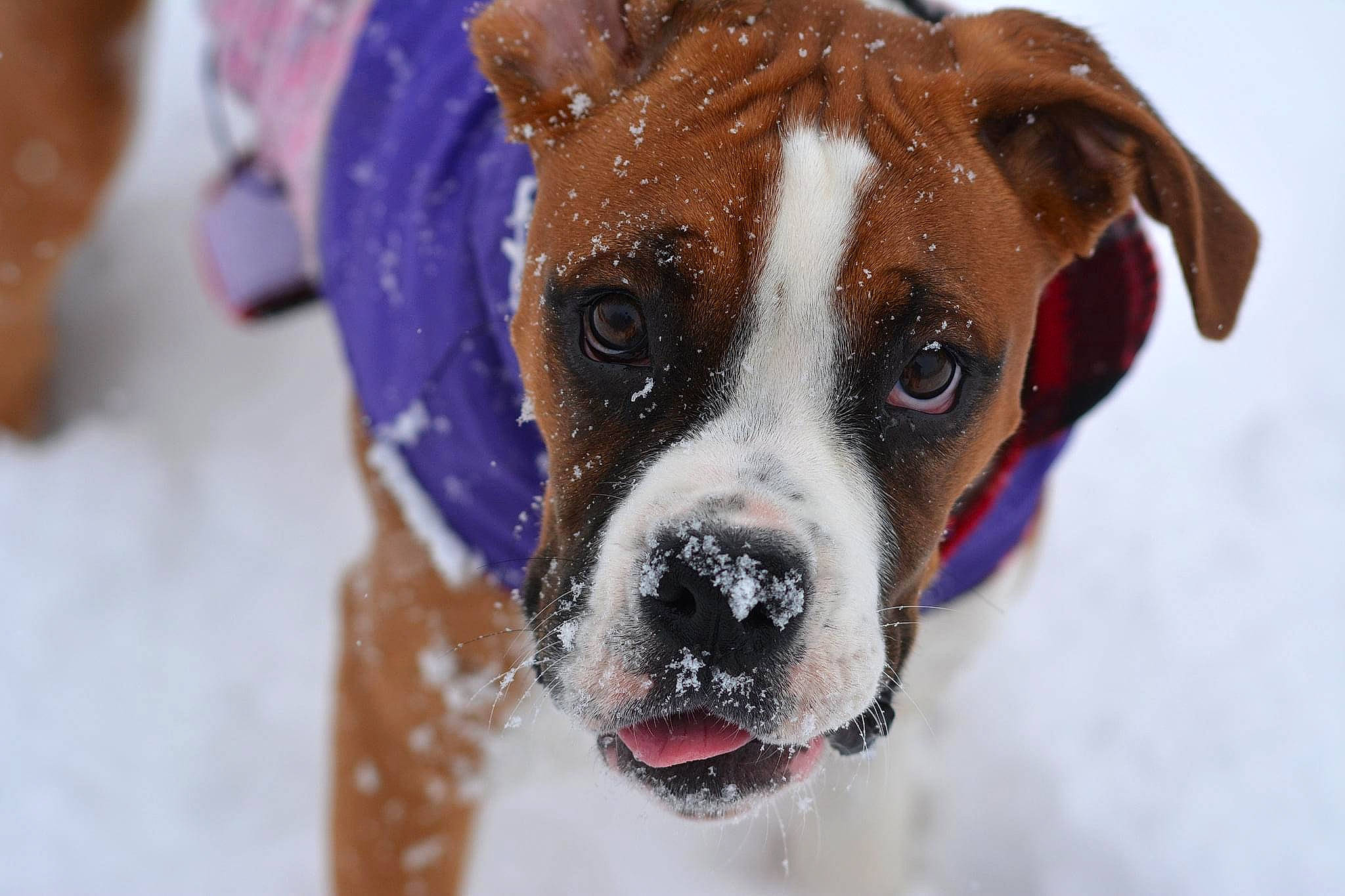 Lola. joined the competition — help win amazing prizes! canidae, carnivore, collar, companion_dog, dog, dog_breed, dog_collar, dog_supply, fawn, freezing, fur, leash, pet_supply, snout, snow, sporting_group, whiskers, winter, working_animal, working_dog