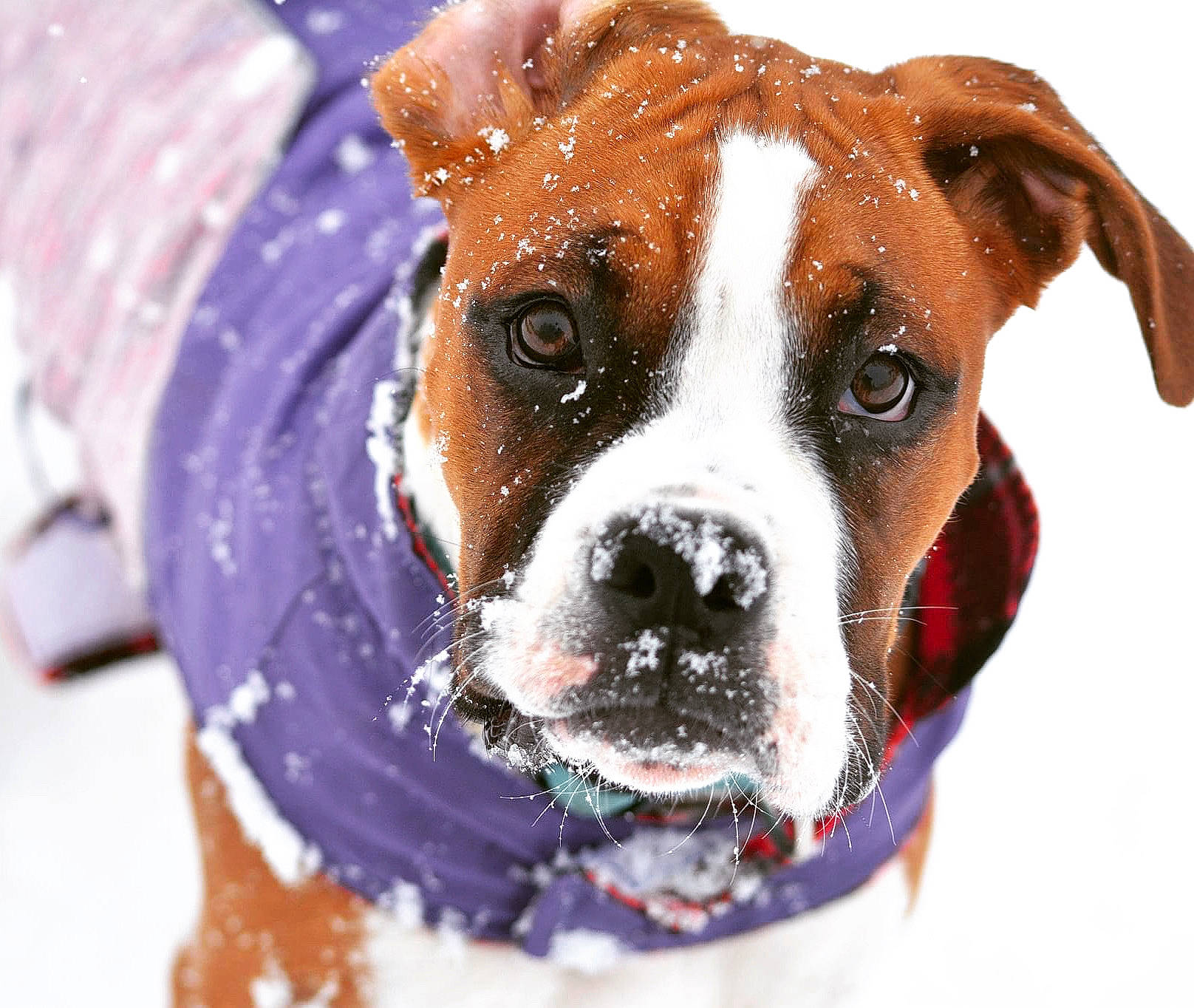 Lola. joined the competition — help win amazing prizes! art, canidae, carnivore, collar, companion_dog, dog, dog_breed, dog_collar, dog_supply, fawn, fur, leash, non_sporting_group, pet_supply, snout, snow, sporting_group, whiskers, working_animal, working_dog