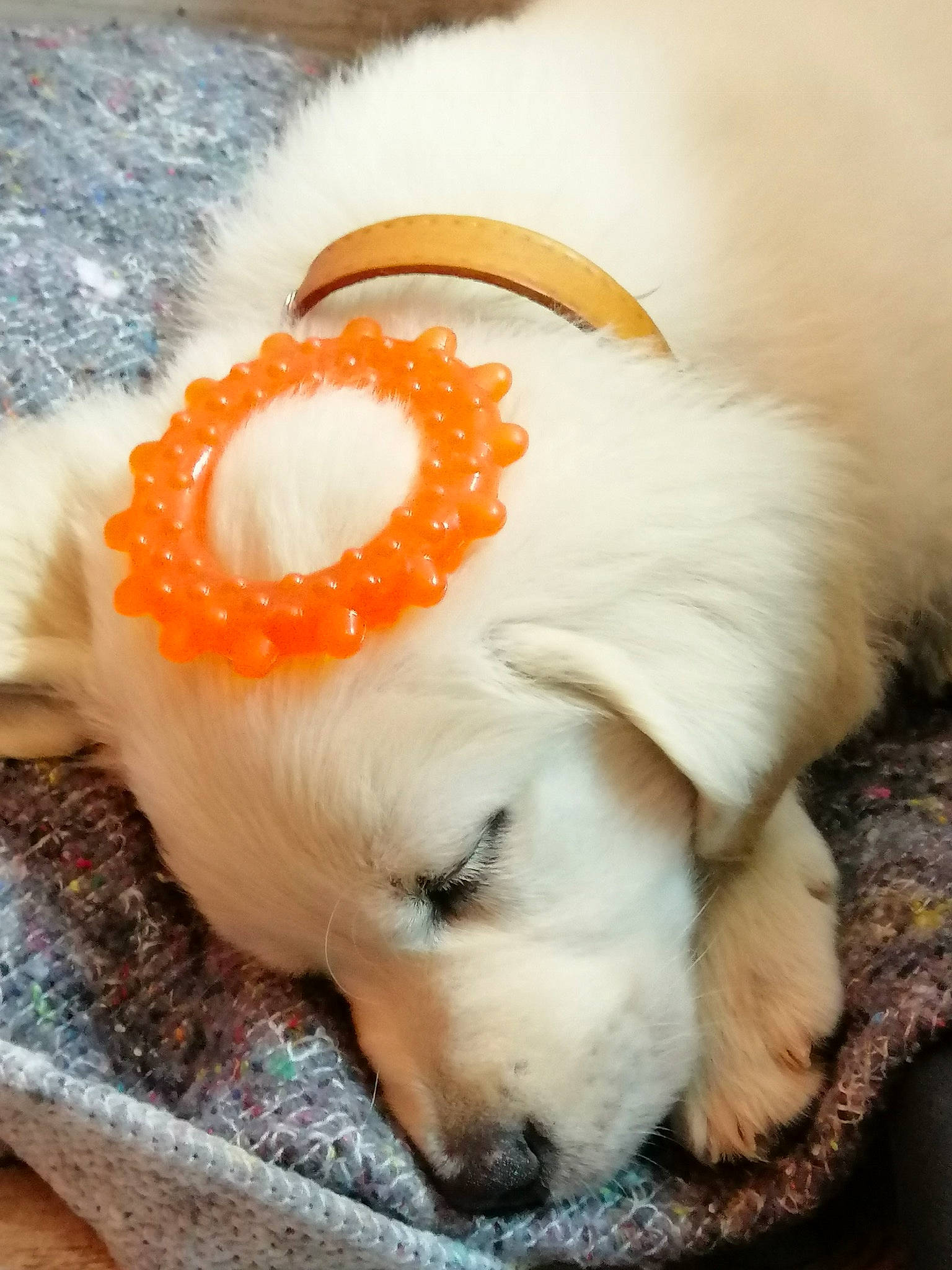 Paloma a rejoint le concours — aidez-le/la à gagner de superbes lots ! canidae, carnivore, comfort_food, companion_dog, dog, dog_breed, dog_supply, ear, fawn, fur, hat, labrador_retriever, non_sporting_group, paw, puppy_love, retriever, snout, sporting_group, whiskers