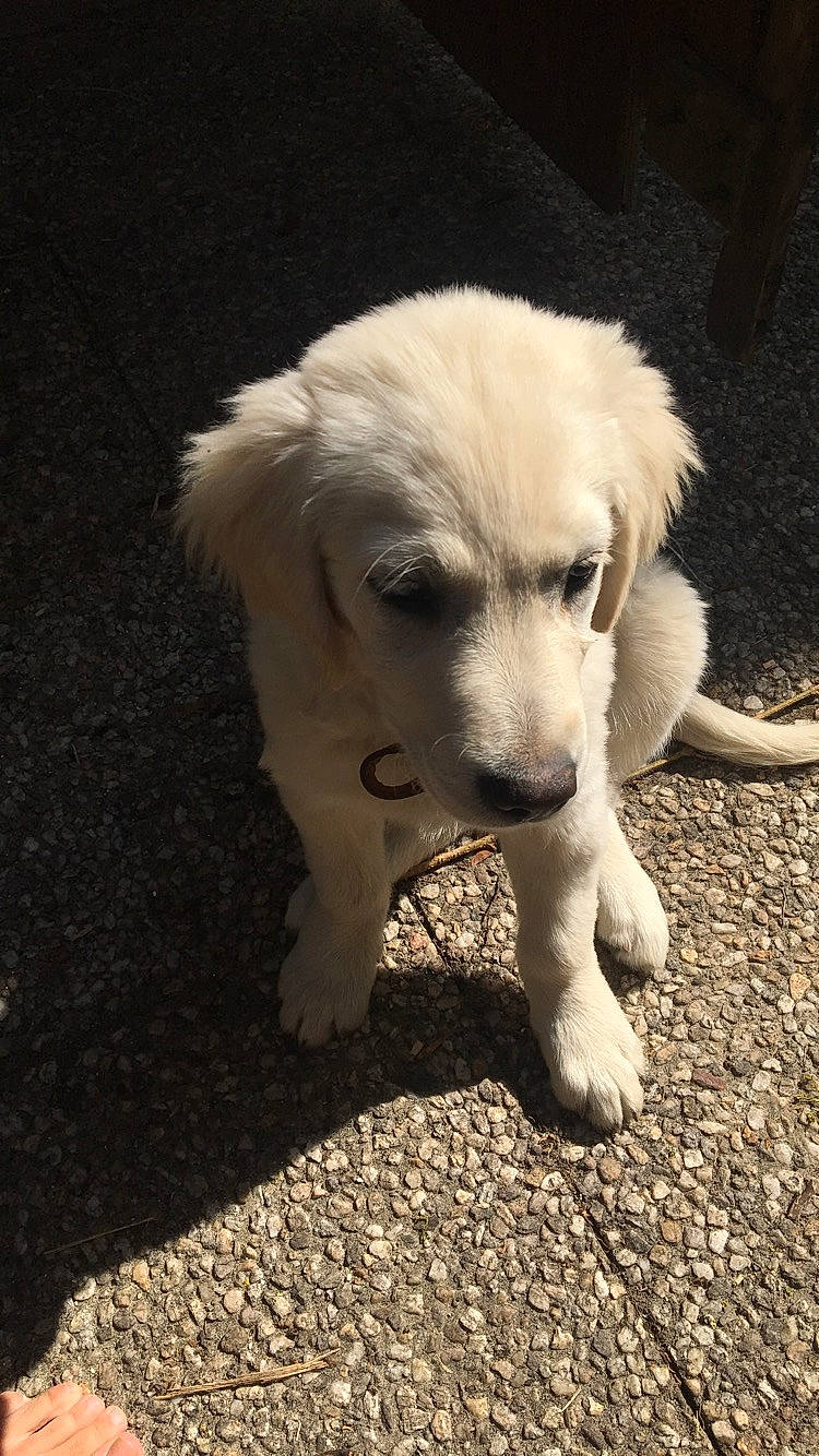 Paloma participe au concours pour gagner de l'argent avec cette photo : carnivore, companion_dog, dog, dog_breed, fur, grass, plant, puppy, shadow, small_greek_domestic_dog, snout, soil, sporting_group, terrestrial_animal, working_animal