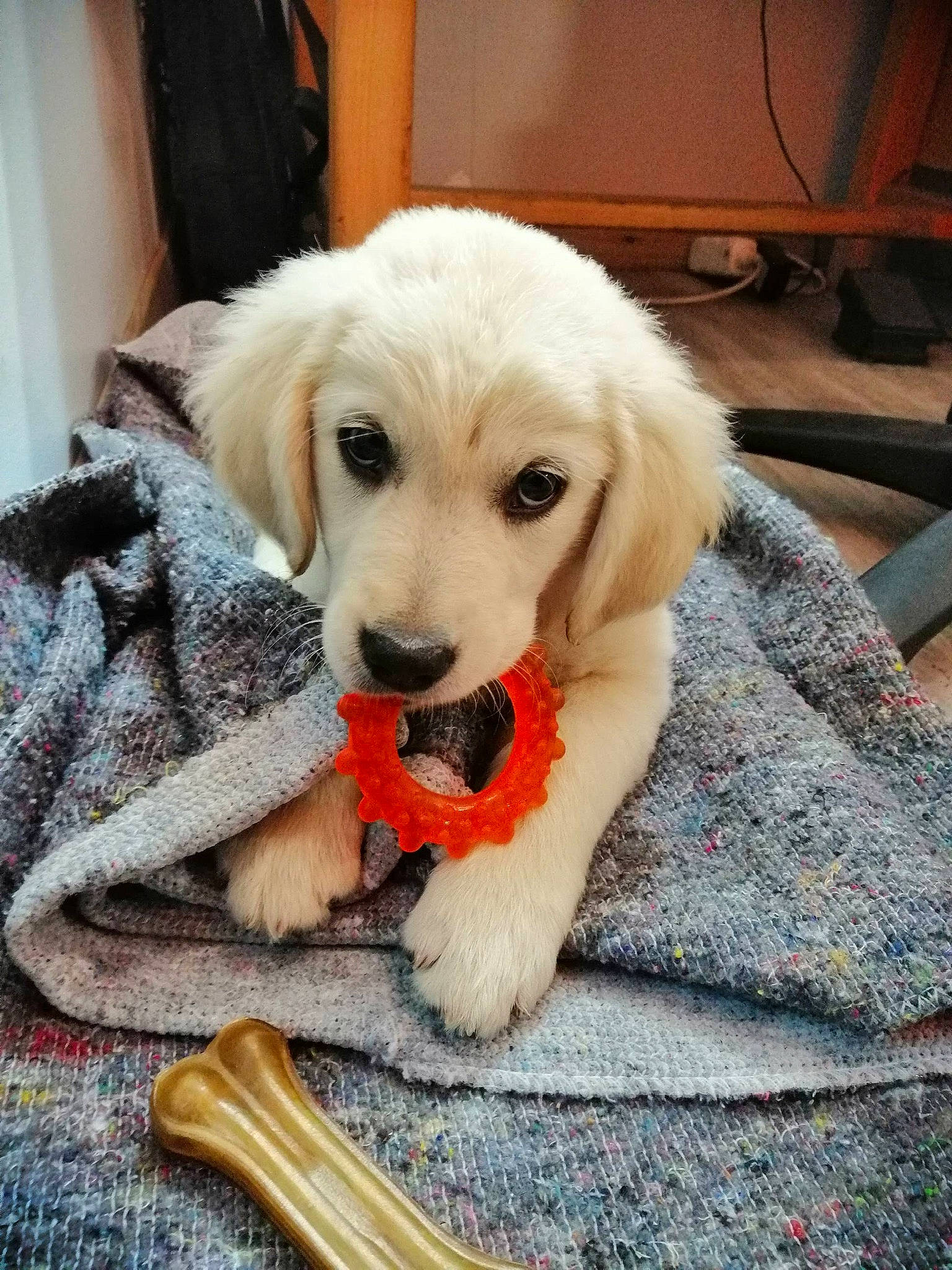 Paloma a rejoint le concours — aidez-le/la à gagner de superbes lots ! canidae, carnivore, chair, companion_dog, curtain, dog, dog_breed, dog_supply, fawn, flooring, fur, happy, kitchen_utensil, plant, puppy, snout, sporting_group, tail, tool, wood