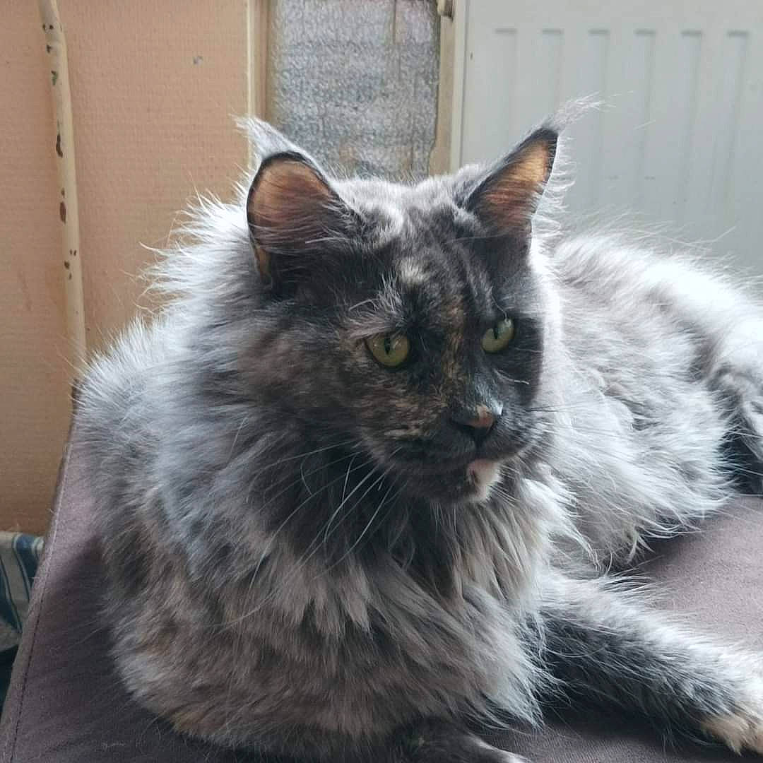 Précieuse De Valdeverja a rejoint le concours — aidez-le/la à gagner de superbes lots ! british_longhair, carnivore, cat, felidae, fur, grey, maine_coon, monochrome_photography, small_to_medium_sized_cats, snout, terrestrial_animal, whiskers, window