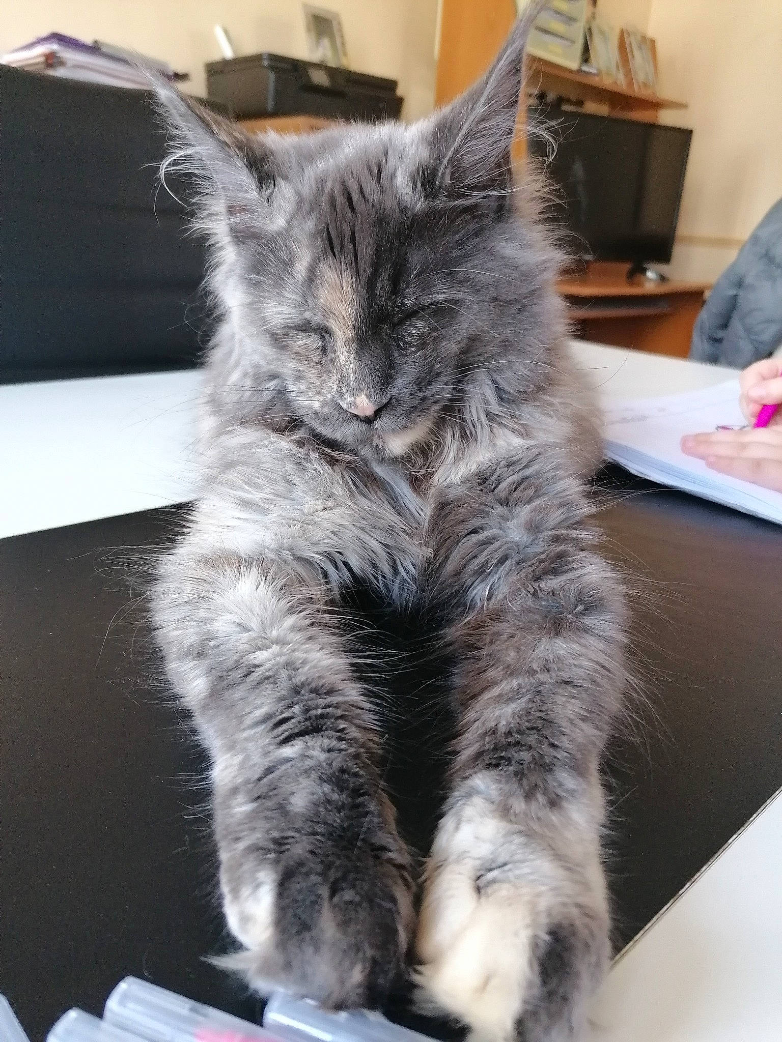 Précieuse De Valdeverja a rejoint le concours — aidez-le/la à gagner de superbes lots ! asian, asian_semi_longhair, british_longhair, british_semi_longhair, carnivore, cat, domestic_long_haired_cat, felidae, fur, kitten, maine_coon, mammal, nebelung, norwegian_forest_cat, ragamuffin, siberian, small_to_medium_sized_cats, vertebrate, whiskers