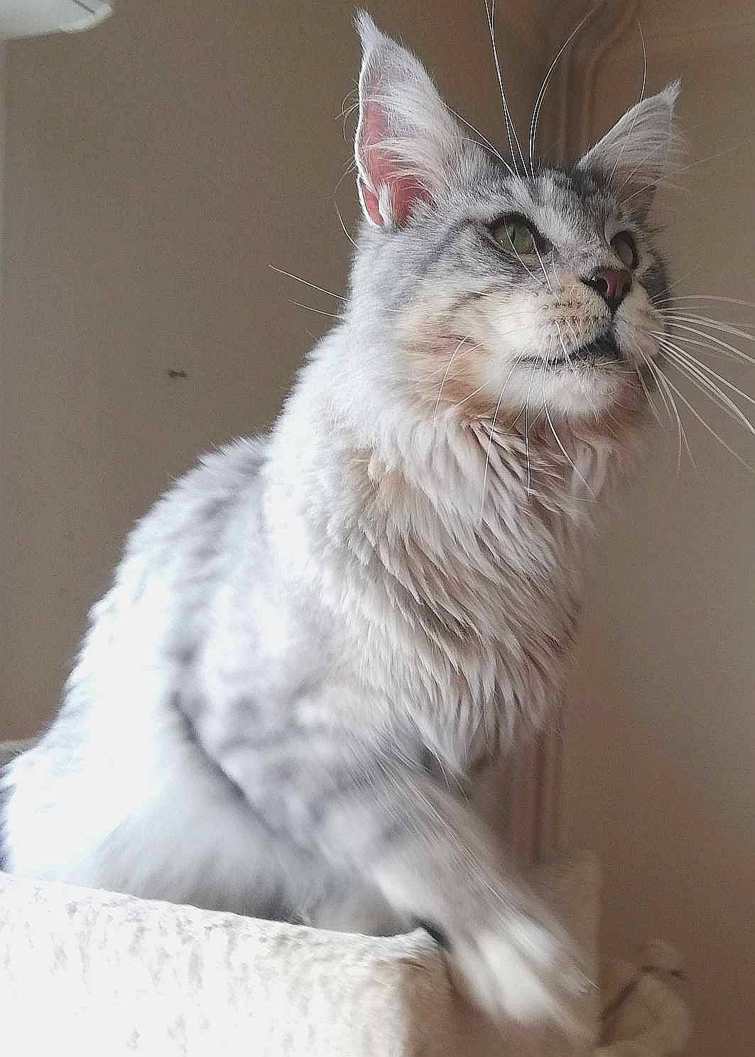 Snow a rejoint le concours — aidez-le/la à gagner de superbes lots ! carnivore, cat, claw, domestic_short_haired_cat, felidae, fur, paw, small_to_medium_sized_cats, snout, terrestrial_animal, whiskers, window