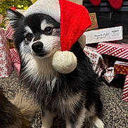 Kyky joined the competition — help win amazing prizes! dog, santa_hat, christmas, holiday, gifts, carpet, festive, black_and_white, pet, cute, indoors, decorations, fluffy, animal, christmas_tree, stockings, wrapped_presents, holiday_season, adorable, portrait