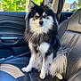Kyky joined the competition — help win amazing prizes! dog, pet, car_interior, leather_seat, black_and_white, fluffy, sitting, seatbelt, window, trees, daylight, fur, alert, canine, companion, animal, house, outdoor_view, sunlight, portrait