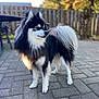 Kyky joined the competition — help win amazing prizes! dog, outdoor, paved_patio, fence, black_and_white, fluffy, pet, canine, fur, tail, standing, sunlight, nature, backyard, garden, animal, portrait, daylight, side_view, looking_away