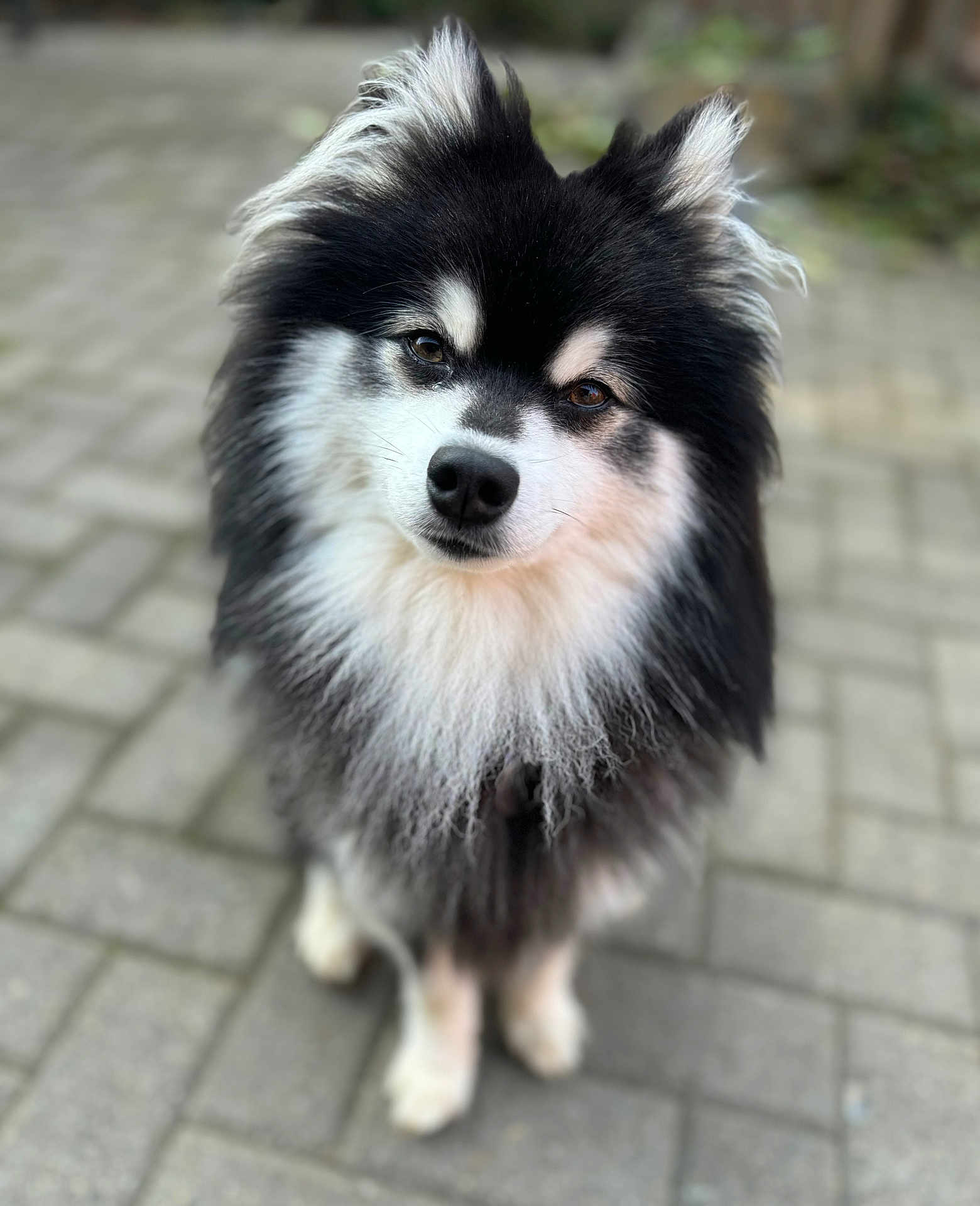 Kyky