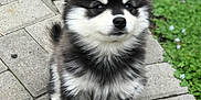 Baby Kyky is registered to the contest to win money with this photo: puppy, dog, fluffy, black_and_white, sitting, outdoor, pavement, greenery, garden, cute, pet, young, animal, furry, adorable, small, portrait, nature, canine, companion