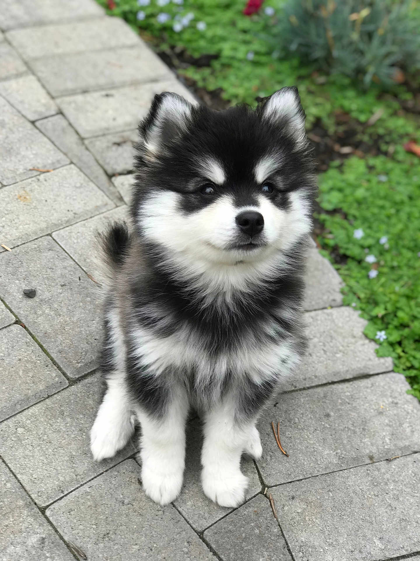 Baby Kyky is registered to the contest to win money with this photo: puppy, dog, fluffy, black_and_white, sitting, outdoor, pavement, greenery, garden, cute, pet, young, animal, furry, adorable, small, portrait, nature, canine, companion