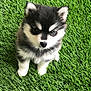 Baby Kyky joined the competition — help win amazing prizes! puppy, dog, grass, outdoor, fluffy, black_and_white, cute, pet, animal, young, sitting, fur, nature, adorable, portrait, small, eyes, nose, ears, canine
