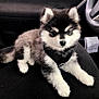 Baby Kyky is registered to the contest to win money with this photo: puppy, dog, car_interior, black_and_white, fluffy, harness, seat, pet, animal, cute, young, domestic_animal, canine, fur, resting, indoor, transport, companion, adorable, curious