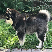 Baby Kyky joined the competition — help win amazing prizes! puppy, dog, black_and_white, fluffy, outdoor, garden, greenery, flowers, path, side_view, young_dog, pet, canine, nature, daylight, fur, curled_tail, small_dog, standing, adorable