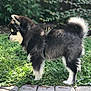 puppy, dog, black_and_white, fluffy, outdoor, garden, greenery, flowers, path, side_view, young_dog, pet, canine, nature, daylight, fur, curled_tail, small_dog, standing, adorable