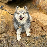 Rocky is registered to the contest to win money with this photo: dog, outdoor, rock, muddy, happy, panting, fluffy, animal, pet, nature, smiling, fur, leash, collar, tongue, mammal, canine, resting, adventure, closeup