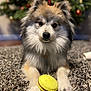 Rocky joined the competition — help win amazing prizes! dog, toy, carpet, indoor, pet, fur, face, animal, cute, playing, lying_down, closeup, holiday, decoration, blurred_background, fluffy, muzzle, paws, brown, white