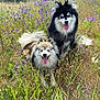 Kyky And Rocky is registered to the contest to win money with this photo: dog, outdoor, grass, wildflowers, nature, pet, canine, tongue_out, happy, smiling, fur, field, summer, two_dogs, meadow, animal, playful, black_and_white_dog, brown_and_white_dog, leash