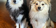 Kyky And Rocky joined the competition — help win amazing prizes! dog, pet, fluffy, indoor, wooden_floor, sitting, two_animals, canine, fur, companion, cute, domestic_animal, animal_portrait, friendly, alert, brown_floor, black_and_white_dog, tan_and_white_dog, household, animals