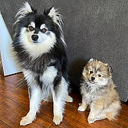 Kyky And Rocky joined the competition — help win amazing prizes! dog, puppy, fluffy, black_and_white, brown, sitting, wooden_floor, indoor, pet, cute, fur, canine, companion, two_dogs, couch, home, small_dog, medium_dog, animal, adorable
